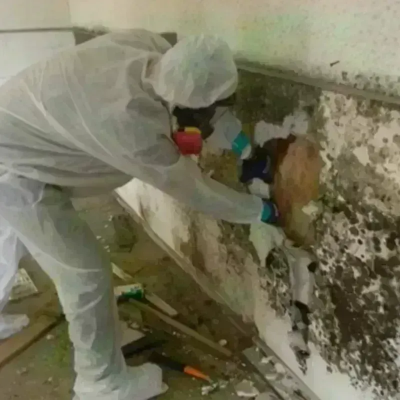 Best Mold Remediation and Removal Service in Myrtle Grove, NC